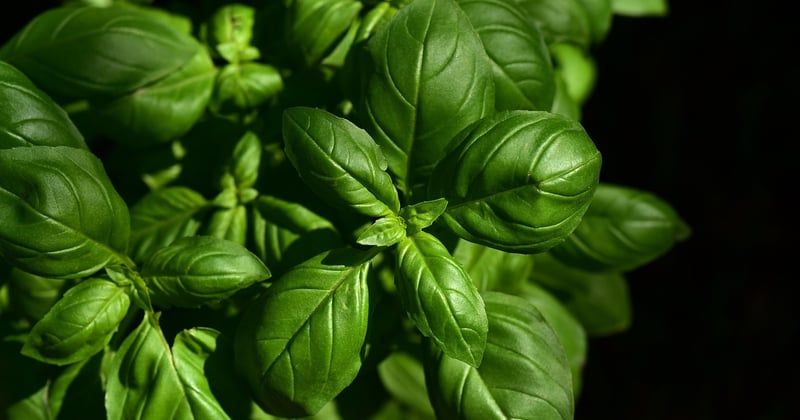 Les spécialités culinaires italiennes à goûter absolument : le guide gourmand