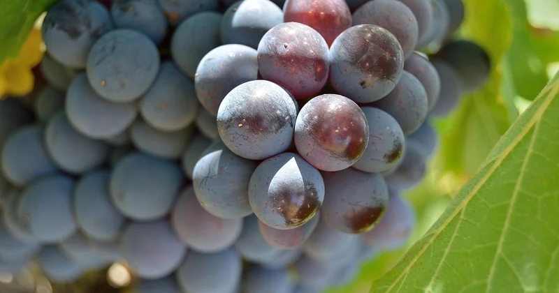 Carte des vignobles en Toscane : construire un itinéraire qui tient debout