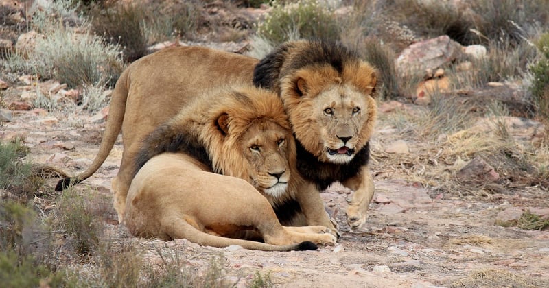 Découvrir la faune sauvage en safari en Afrique du Sud : le guide ultime