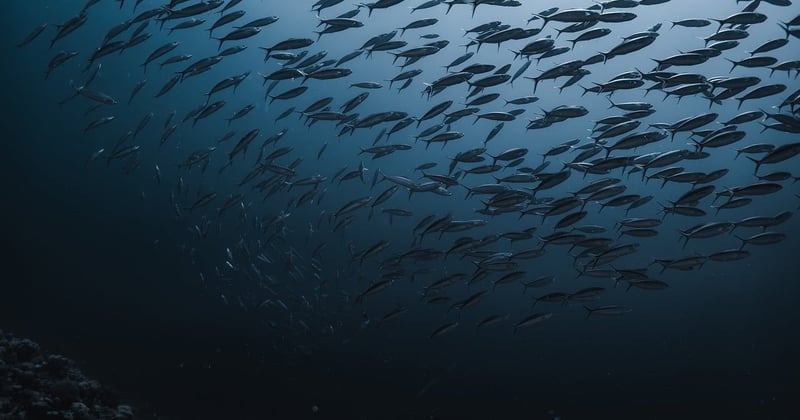 Quels sont les meilleurs spots de plongée sous-marine aux Philippines ?