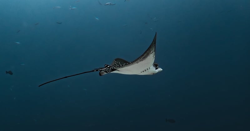 Les meilleurs spots pour la plongée sous-marine en Australie à couper le souffle