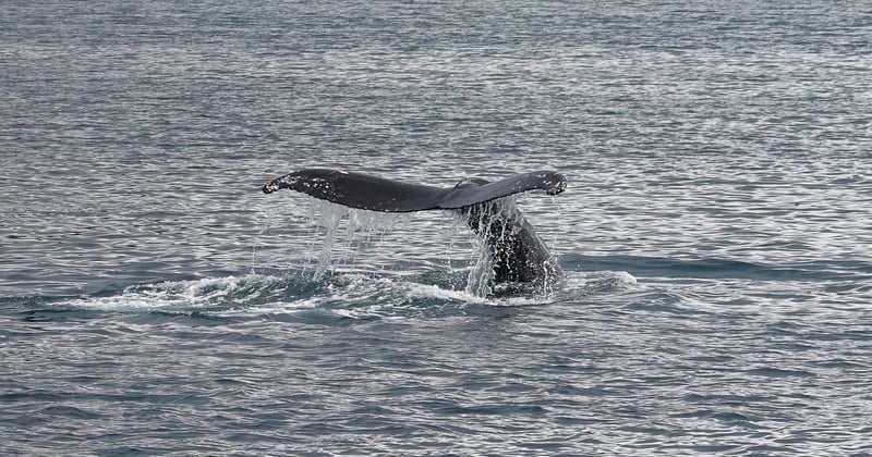 Où observer les baleines en Patagonie : les meilleurs spots