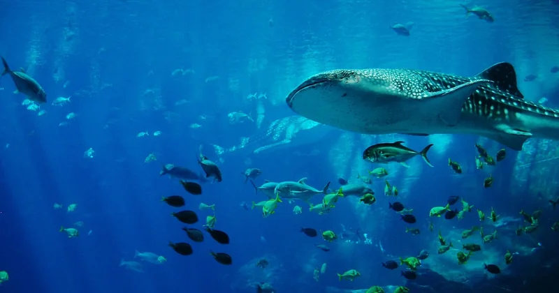 Où voir le requin-baleine aux Philippines ?