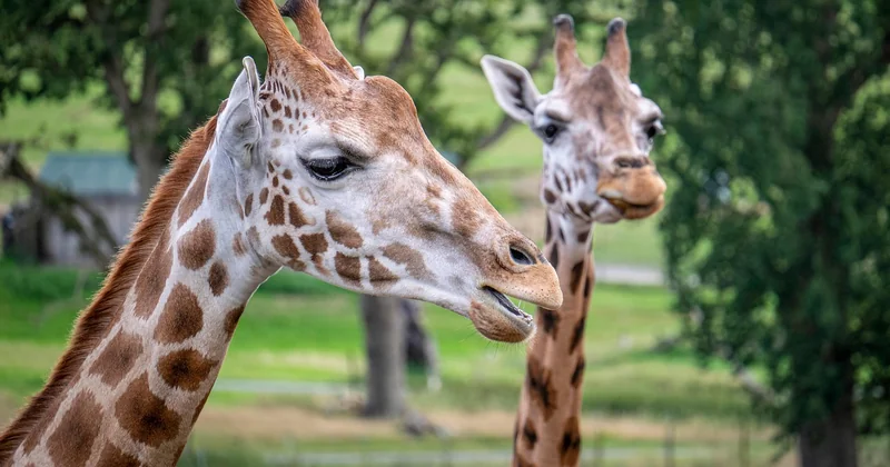 La question qu'on me pose souvent : le safari est-il fait pour les enfants ?