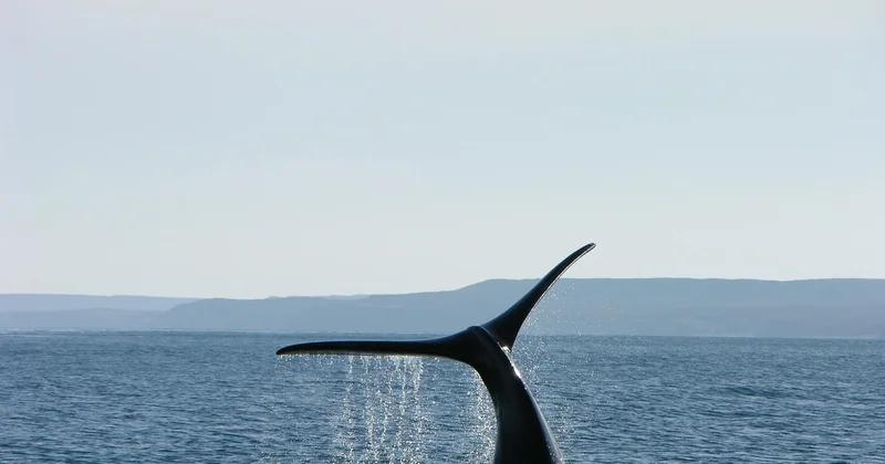 Quelle est la saison d'observation des baleines en Argentine ?